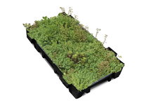 Cassettes précultivées SedumPack® - Format 60 x 40 x 7,5 cm - 95 Kg/m² - pente < 20%
