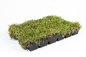 Cassette pré-cultivée<br />SedumPack®