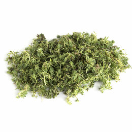 Fragment de sedum variés