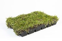 Cassette pré-cultivée pour toiture végétale extensive