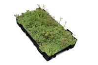 SedumPack® caissette pré-cultivée 40 x 60 x 7,5 cm - 95 kg/m² max