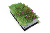 Toundra Box Flore® caissette pré-cultivée 30 x 60 x (10 ou 14) cm - 120 kg/m² max